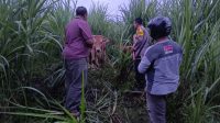 IMG-20230130-WA0097