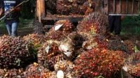 IMG-20231010-WA0051